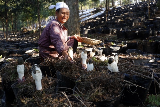 黎平县龙形社区兰溪谷食用菌种植基地（竹荪）喜丰收_副本.jpg