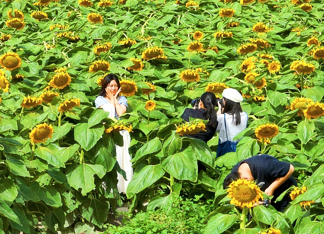 食葵花开打卡_副本.jpg